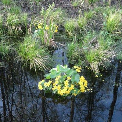 2009 Kuidas Elad Luitemaa 234 20170321 2004861016