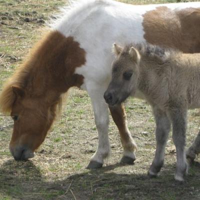 2009 Kuidas Elad Luitemaa 262 20170321 1441448195