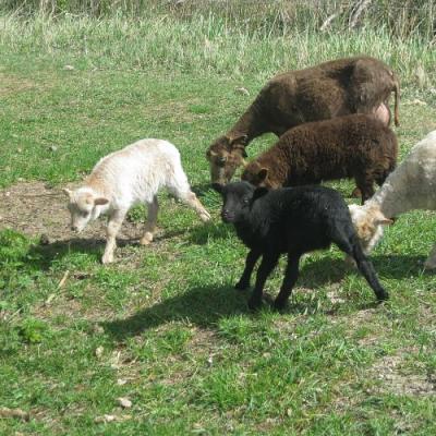 2009 Kuidas Elad Luitemaa 264 20170321 1445631877