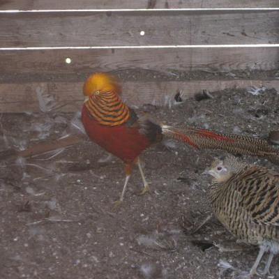 2009 Kuidas Elad Luitemaa 271 20170321 1855237177