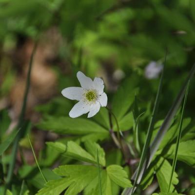 2009 Kuidas Elad Luitemaa 38 20170321 2094558391