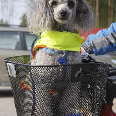 2009 Kuidas Elad Luitemaa 554 20170321 1855010984