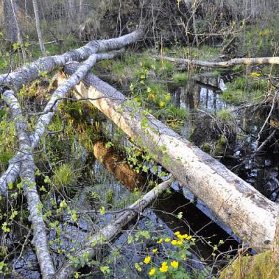 2009 Kuidas Elad Luitemaa 65 20170321 1780049277