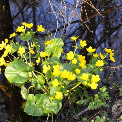 2009 Kuidas Elad Luitemaa 66 20170321 1850370652