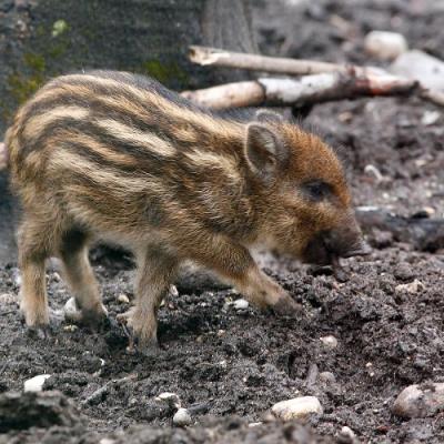 2010 Roheliste Rattaretk Kuidas Elad Vooremaa 72 20170321 1553345259