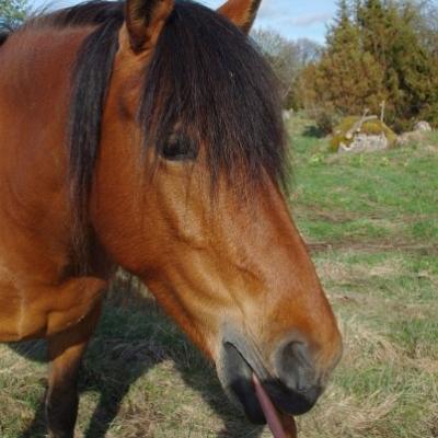 2011 Roheliste Rattaretk Kuidas Elad Saaremaa 328 20170321 1550296639