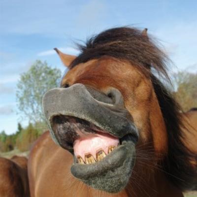 2011 Roheliste Rattaretk Kuidas Elad Saaremaa 331 20170321 1786269184