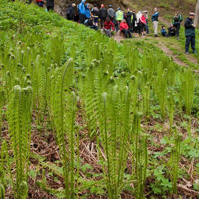 2012 Roheliste Rattaretk Kuidas Elad Mulgimaa 20170322 1614564976