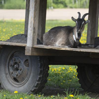 2016 Roheliste Rattaretk Kuidas Elad Poltsamaa 20160614 1598252556
