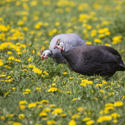 2016 Roheliste Rattaretk Kuidas Elad Poltsamaa 20160614 1938356802