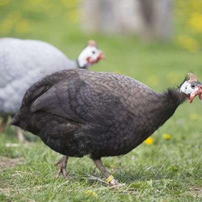 2016 Roheliste Rattaretk Kuidas Elad Poltsamaa 20160614 1960896331