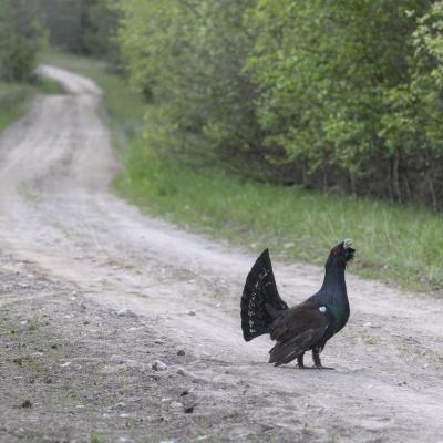 2018 Roheliste Rattaretk Kuidas Elad Korvemaa 315 20180707 1709917671