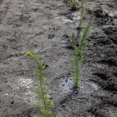 2018 Roheliste Rattaretk Kuidas Elad Korvemaa 394 20180707 1727601345