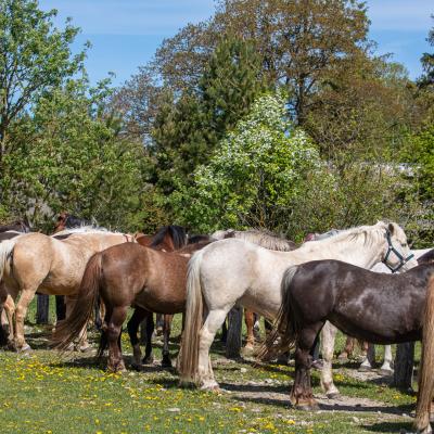 2019 Kuidas Elad Muhumaa 39 20190828 1452778812